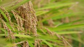 Bapanas menegaskan agar Perum Bulog menyerap produksi dalam negeri sebanyak-banyaknya pada periode panen raya. (Pixabay.com/manseok_Kim)

